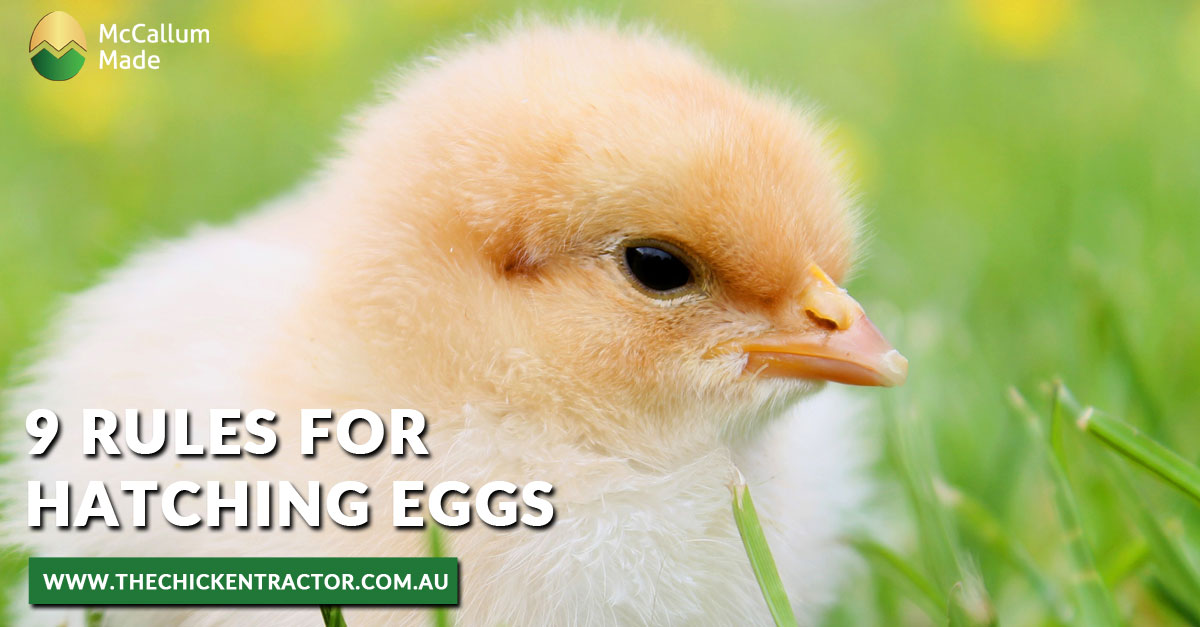 Hatching chicken eggs artificially using an incubator is a ...