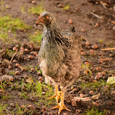 Backyard Chicken Breed