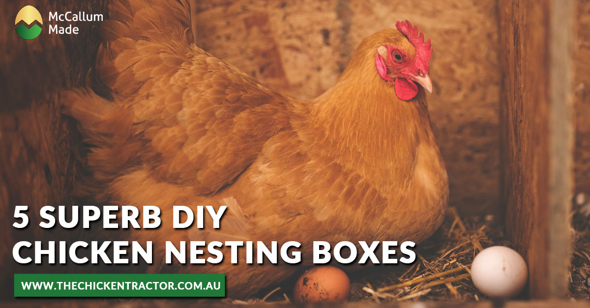 5 Superb Diy Chicken Nesting Boxes Mccallum Made Chicken Tractors