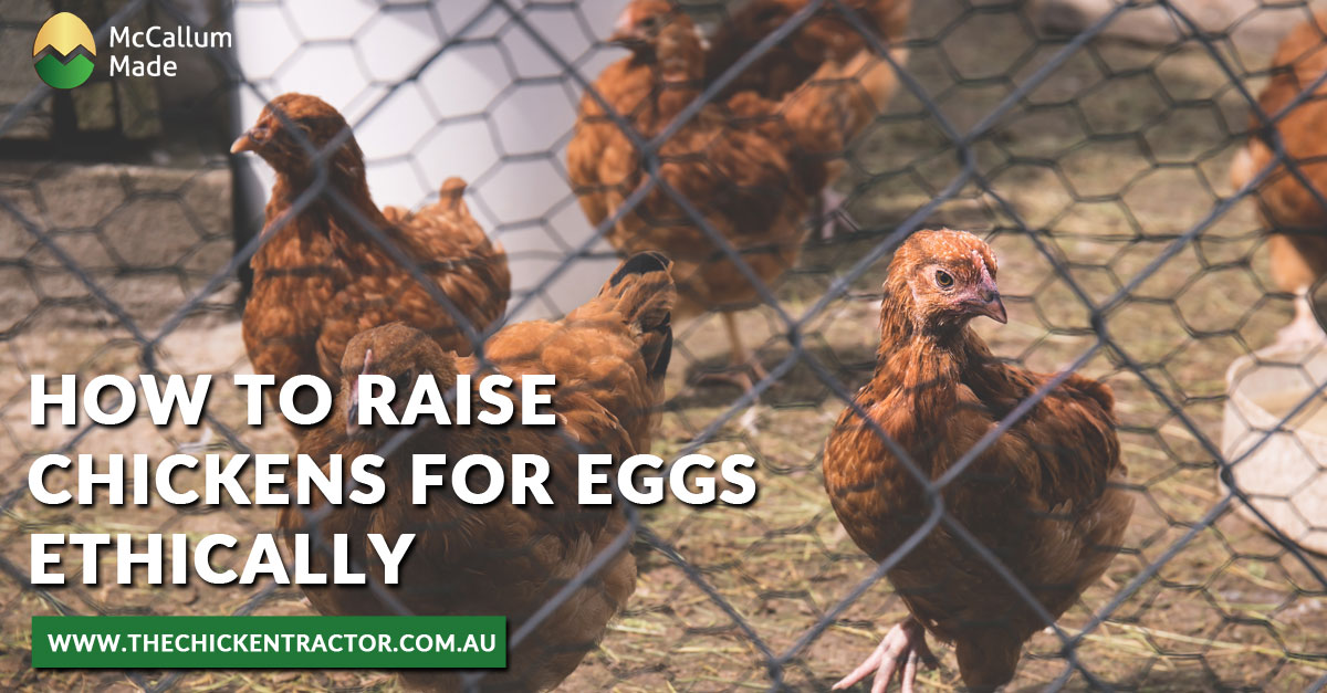 How To Raise Chickens For Eggs Ethically