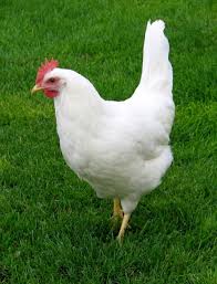 Top Chicken Breeds For Egg Production Mccallum Made Chicken Tractors