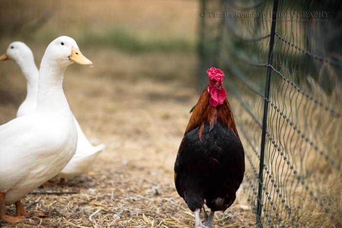 Electric chicken netting