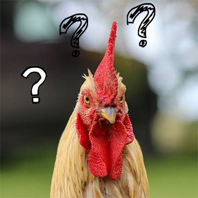 Chicken questions