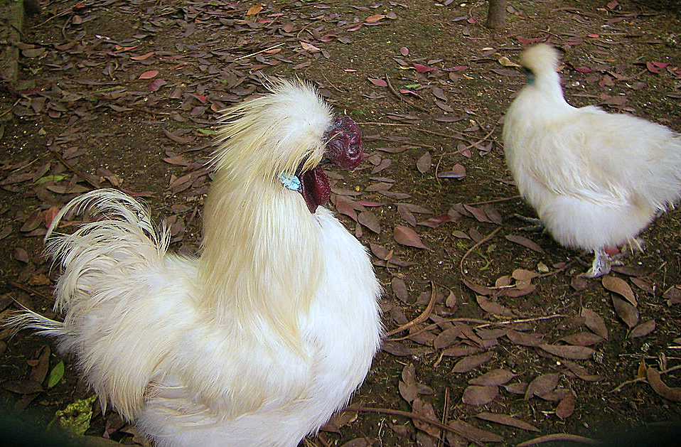 What Does A Bantam Chicken Look Like