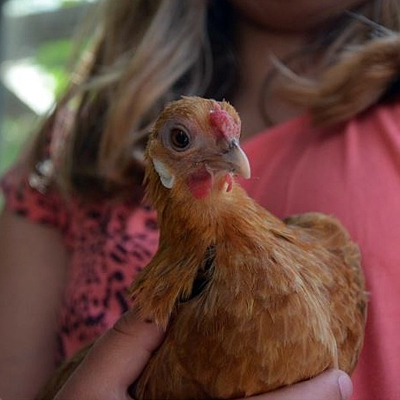 Holding chicken