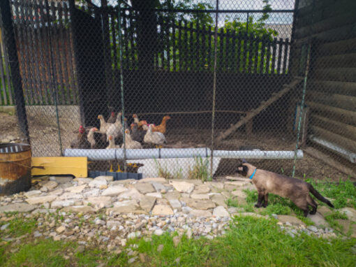 keeping predators out of chicken coop