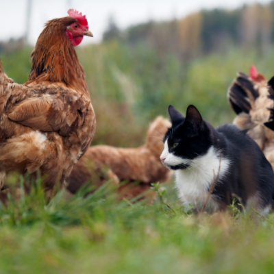 Making cats and chickens live peacefully Chicken Coops and