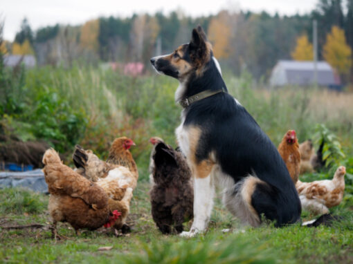 so-you-have-a-dog-but-you-also-really-want-chickens-but-what-about-the