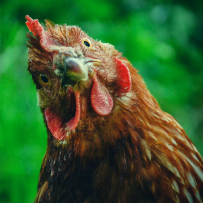 Chicken Basics : The First steps to Chicken Keeping - Chicken Coops and ...