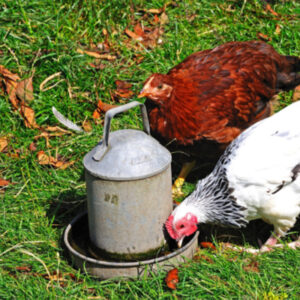 chicken waterer